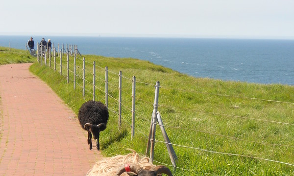 Einmal rund um die insel in Helgoland