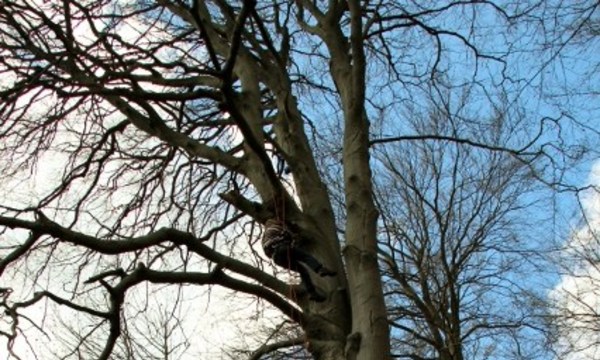 Tree climbing in Westensee