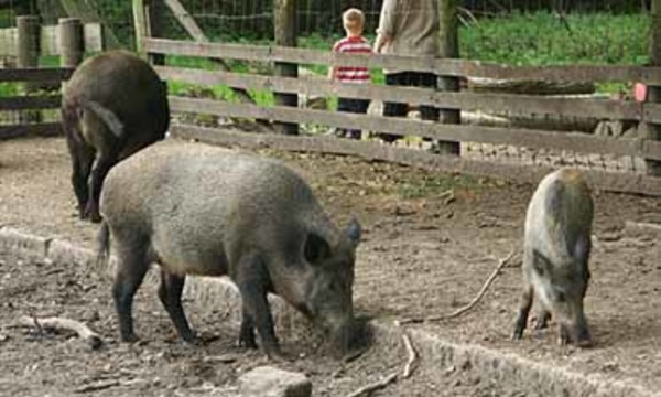 Wildschweine beobachten in Kiel