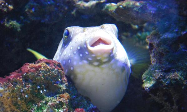 Aquarium besuchen in Fehmarn