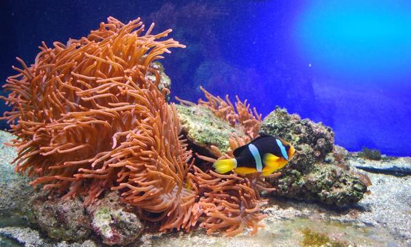 Aquarium besuchen in Fehmarn