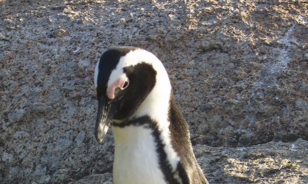 Pinguine angucken in Simon's Town