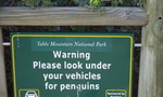 Pinguine angucken in Simon's Town